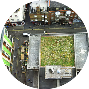 Green roofs for urban greening