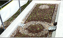 A green roof just starting to green