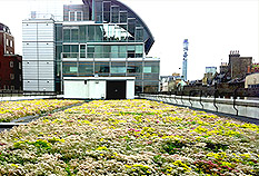 green roof installation in London